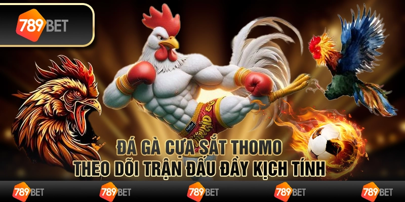 Đá gà cựa sắt Thomo – theo dõi trận đấu đầy kịch tính