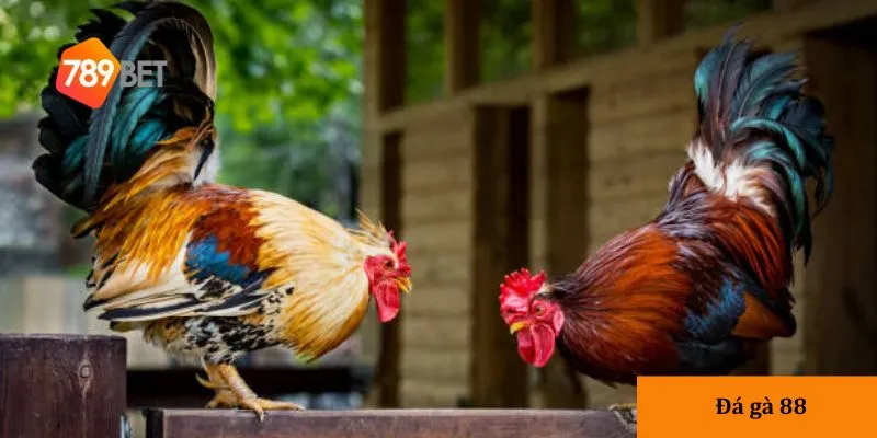 Lý do nên chơi tại nhà cái 789bet