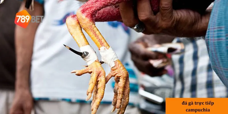 Hướng dẫn tham gia cá cược đá gà trực tiếp Campuchia