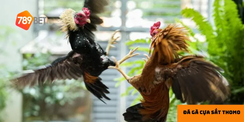 Thomo - Điểm hẹn của những chiến kê mạnh mẽ