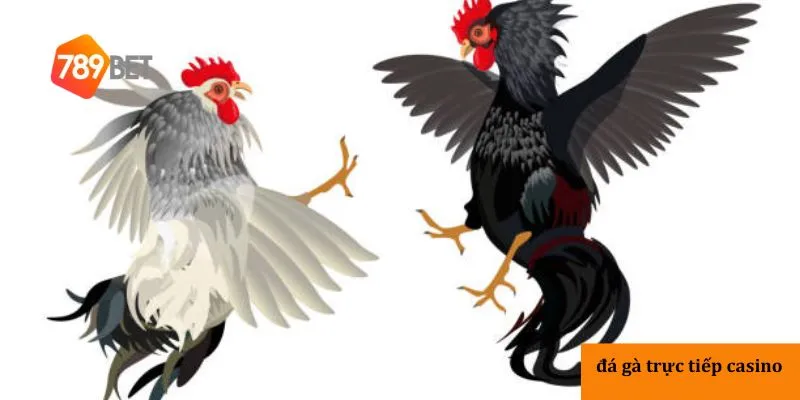 Thành viên nên chọn đá gà trực tiếp casino