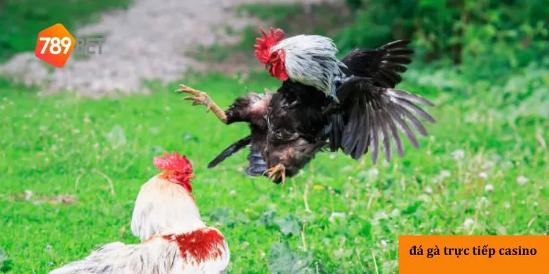Sơ lược Đá gà trực tiếp casino