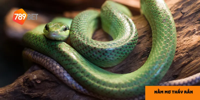 Mơ thấy rắn bò vào nhà thường là tín hiệu cho sự thay đổi trong cuộc sống.