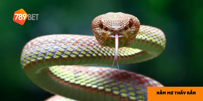 Rắn trong tâm linh thường mang thông điệp về sự thay đổi và hướng dẫn.