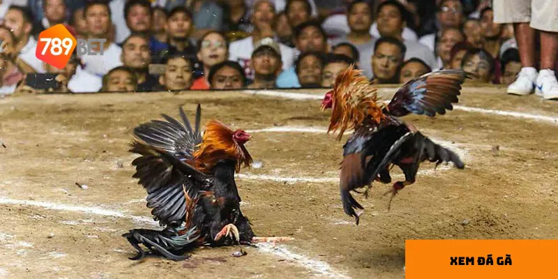 Tiện ích khi xem đá gà online