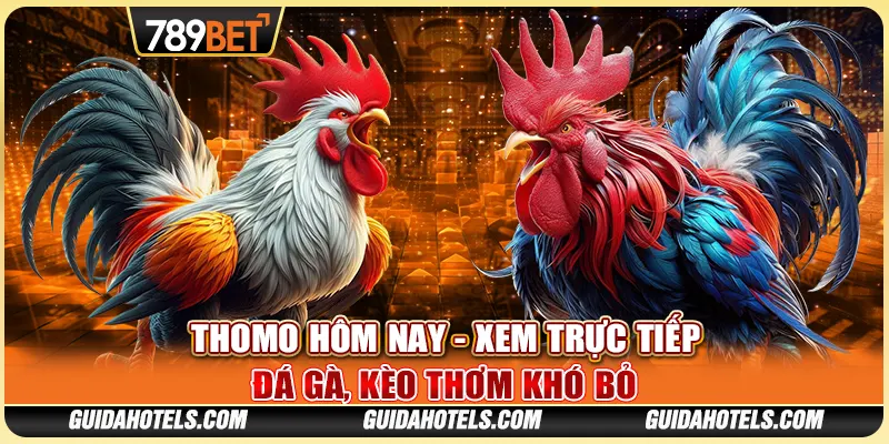 Thomo Hôm Nay - Xem Trực Tiếp Đá Gà, Kèo Thơm Khó Bỏ