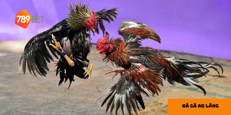 Chọn gà chiến phù hợp giúp tăng khả năng thắng cược.