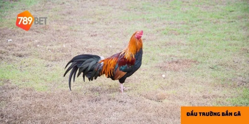 Lựa chọn vũ khí và chế độ chơi phù hợp giúp bạn tăng cơ hội chiến thắng.