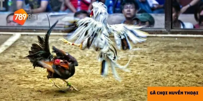 Những trận đấu kịch tính tạo nên sức hút khó cưỡng của gà chọi.