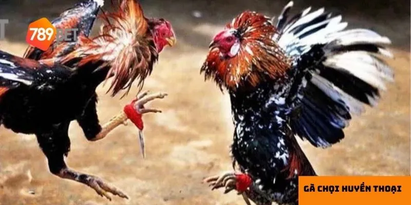 Quan sát phong độ thi đấu giúp bạn đánh giá đúng thực lực của gà chiến.