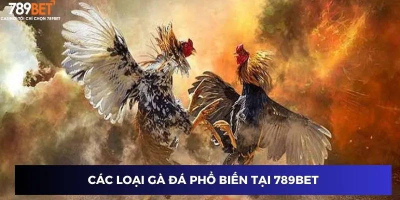 Các loại gà đá phổ biến tại 789BET