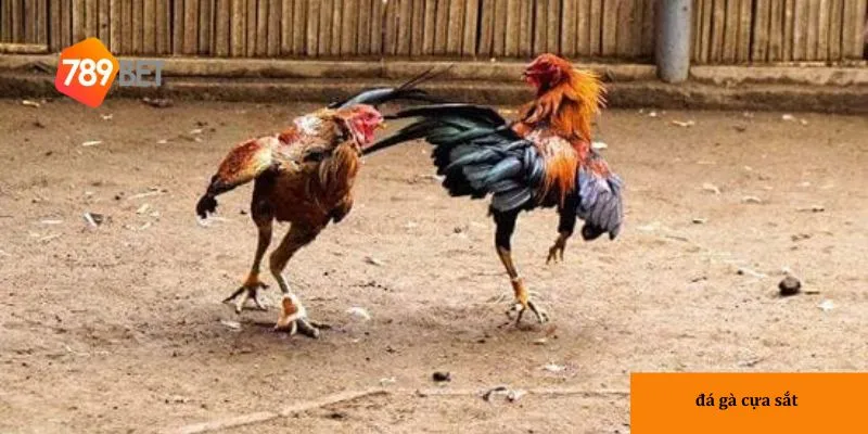 Tìm hiểu kỹ về chiến kê giúp bạn đưa ra lựa chọn cược chính xác.