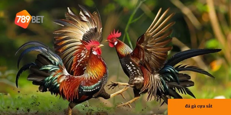 Cựa sắt tăng tính kịch tính và tốc độ trong trận đấu.