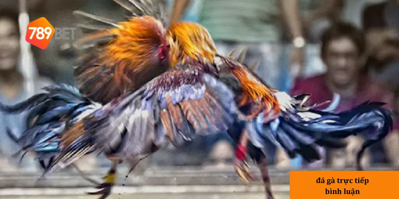 789bet mang đến trải nghiệm đá gà trực tiếp đầy đủ và chất lượng hàng đầu.
