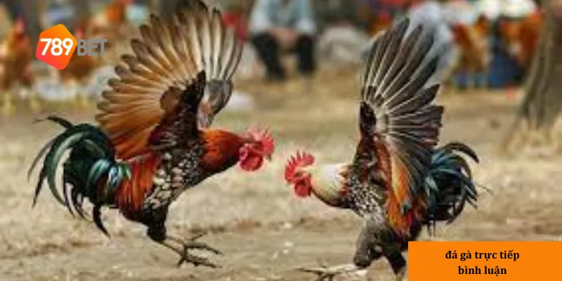 Đá gà trực tiếp không chỉ là môn thể thao mà còn là nghệ thuật đầy kịch tính.