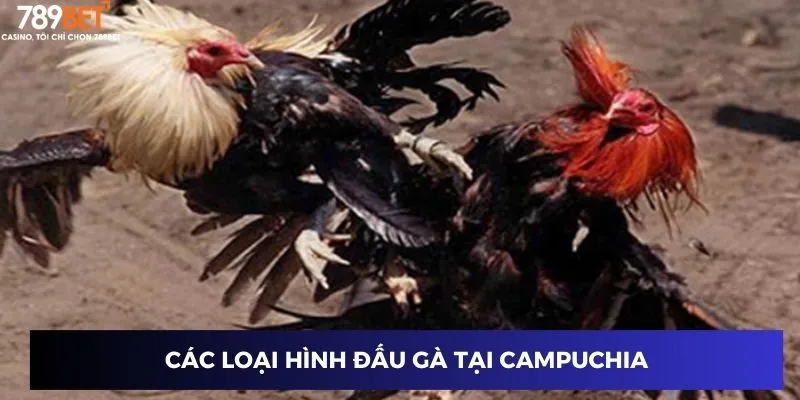 Các loại hình đấu gà tại Campuchia