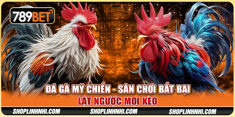 Đá Gà Mỹ Chiến - Sân Chơi Bất Bại, Lật Ngược Mọi Kèo