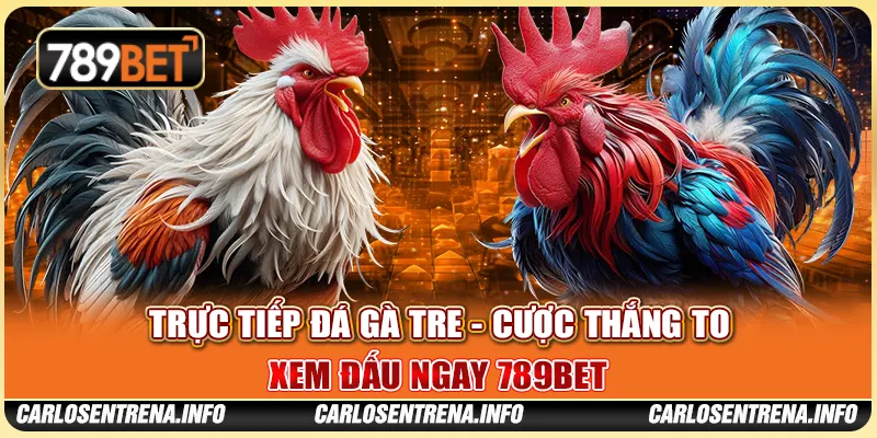 Trực Tiếp Đá Gà Tre - Cược Thắng To, Xem Đấu Ngay 789BET