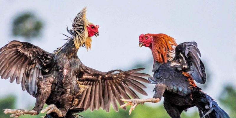 vay-ga-choi-va-anh-huong-den-chien-dau