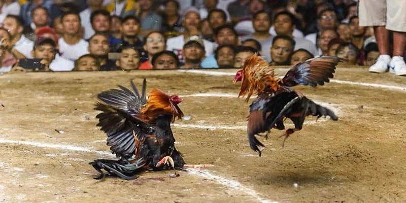 Luật chơi chọi gà cựa sắt mà thành viên mới cần biết