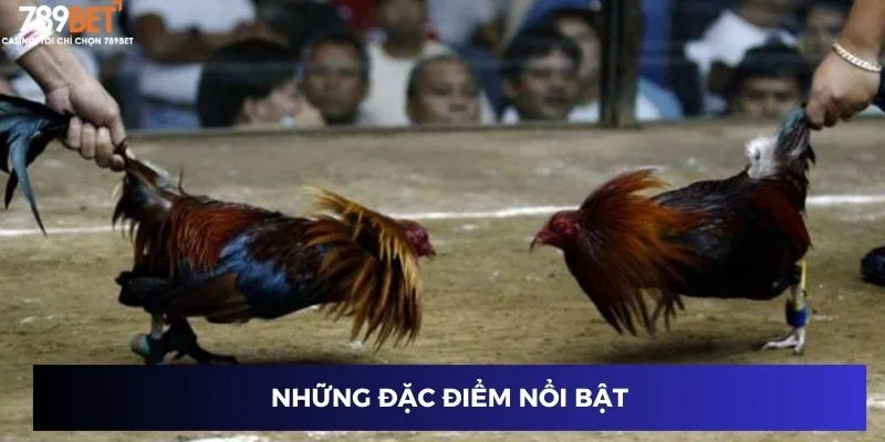 Những đặc điểm nổi bật