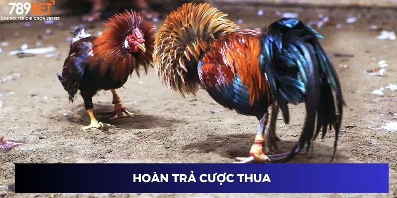 Hoàn trả cược thua