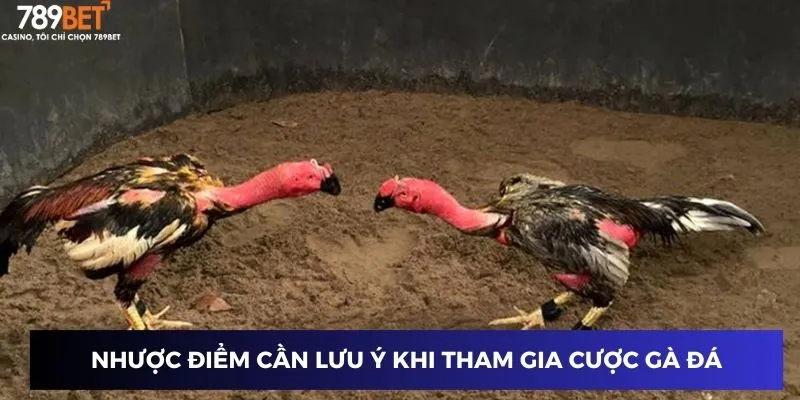 Nhược điểm cần lưu ý khi tham gia cược gà đá