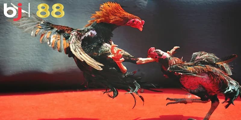 Giới thiệu tổng quan về đá gà BJ88