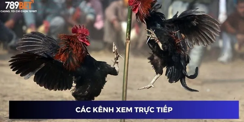 Các kênh xem trực tiếp