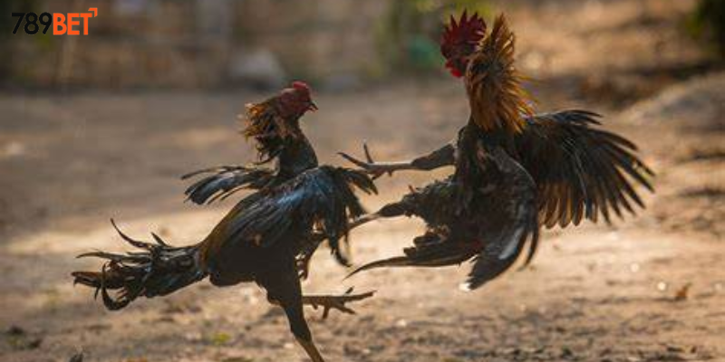 Tham gia cược gà đá trực tiếp