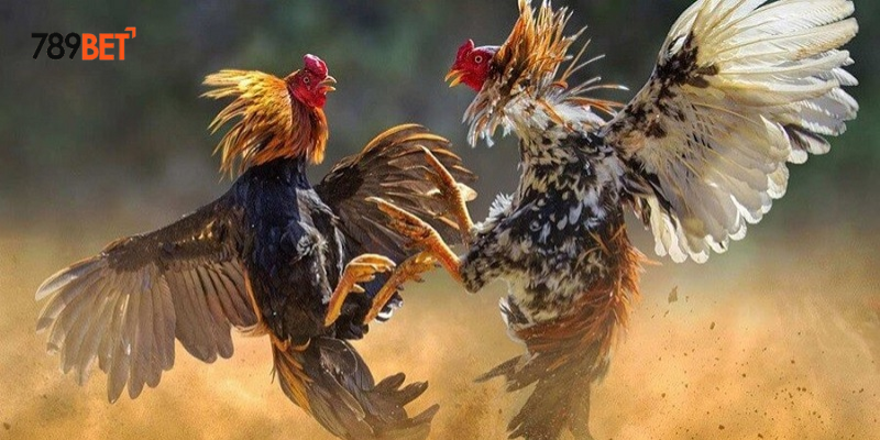 Phân tích chiến thuật cược hiệu quả