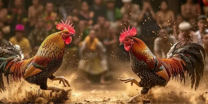 Phương pháp soi kèo đá gà hiệu quả nhất cho người mới bắt đầu là gì?